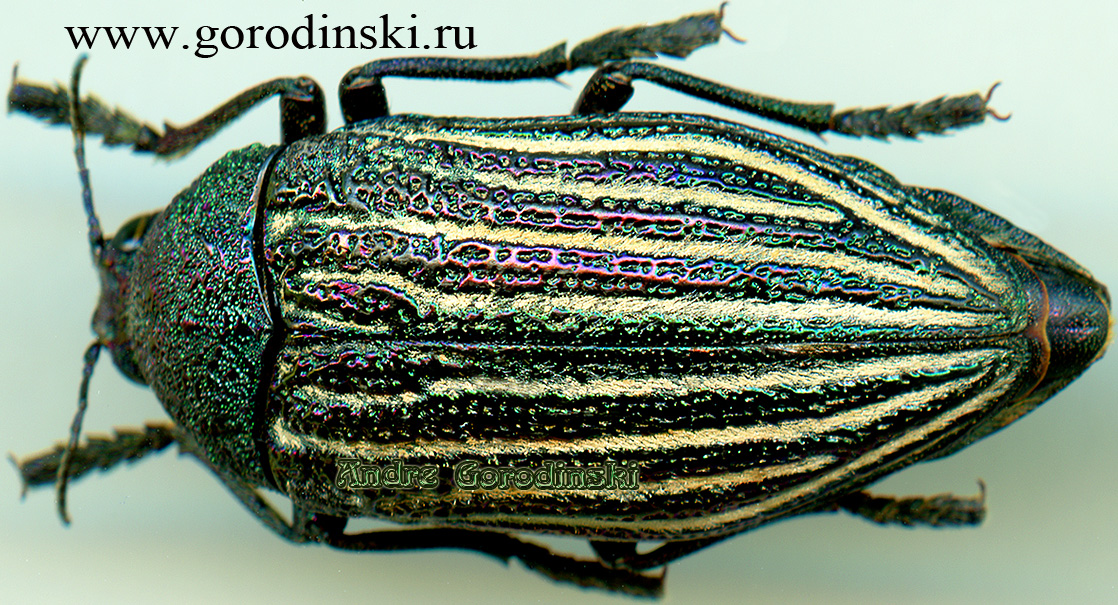 http://www.gorodinski.ru/buprestidae/Julodis andreae xanthographa.jpg